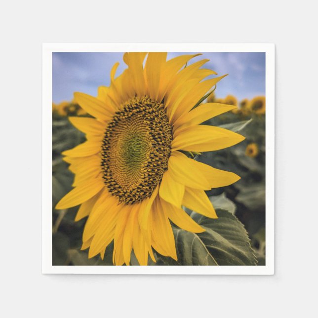 Pappra blöjor pappersservett (Framsidan)