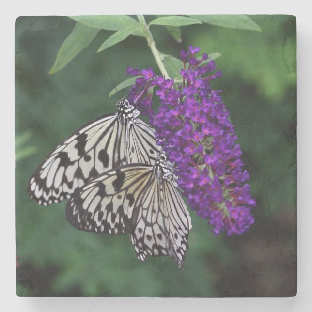 Pappra Kite Butterflies Underlägg Sten (Framsidan)