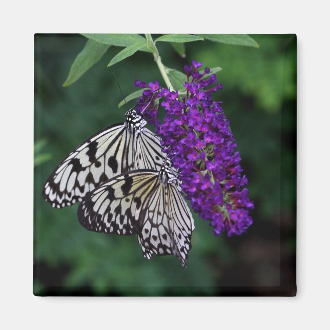 Pappra Kites Magnet (Framsidan)