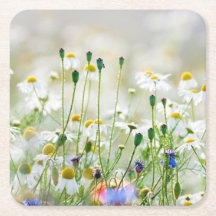 Pappra Underlägg - Kornblommor och Daisy