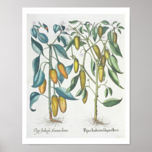 Paprika: 1.Piper Indicum filiquis flavis; 2.Piper Poster