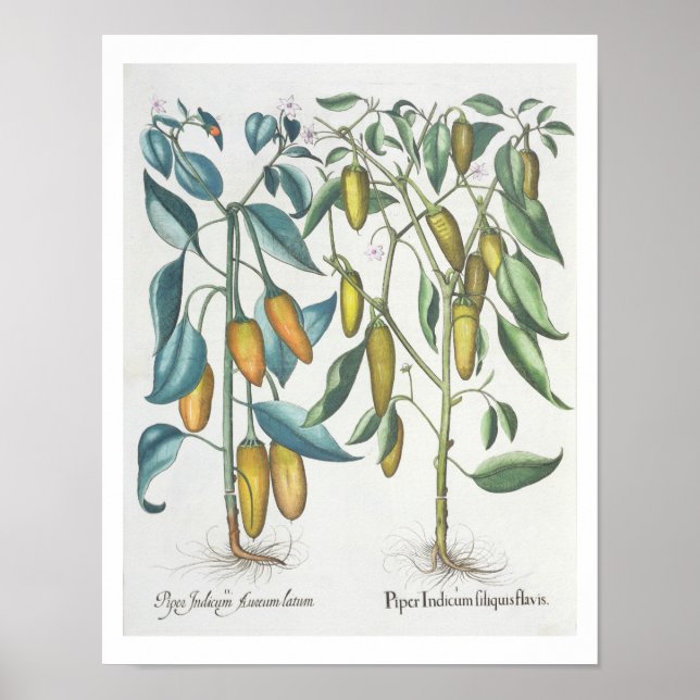 Paprika: 1.Piper Indicum filiquis flavis; 2.Piper Poster (Framsidan)