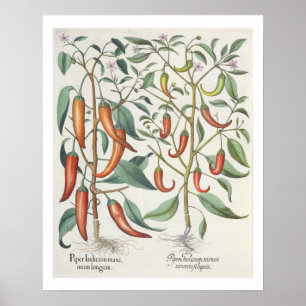 Paprika: 1.Piper Indicum maximum longum; 2.Piper I Poster