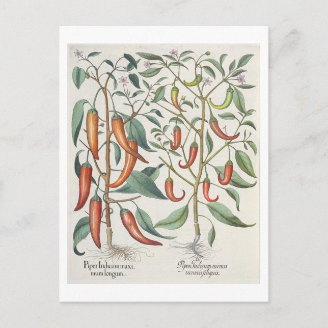 Paprika: 1.Piper Indicum maximum longum; 2.Piper I Vykort (Framsida)