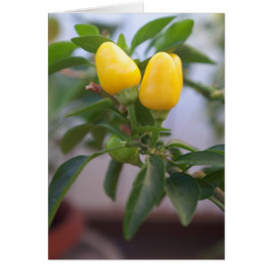 Paprika av dekorativ gult hälsningskort
