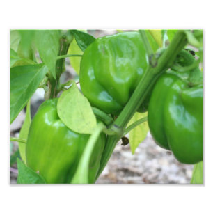 Paprika av vegetabilisk trädgårdsfisk, 10x8, Grönt Fototryck