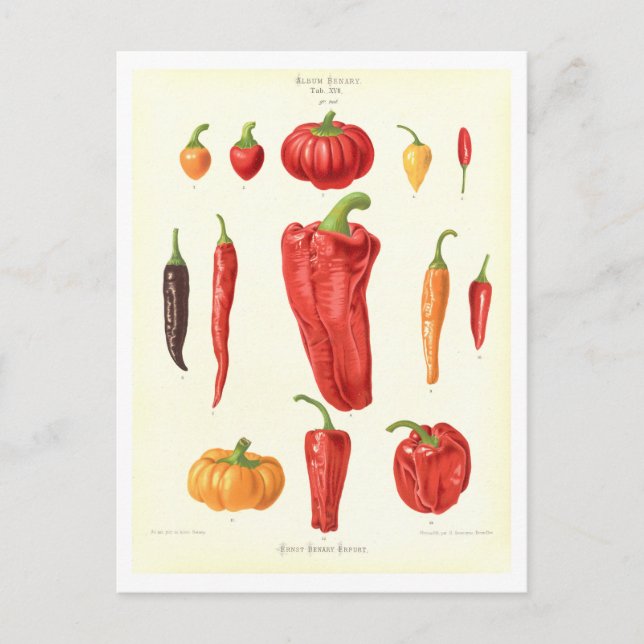 Paprika, botanisk illustration från utsädeskatalog vykort (Framsida)