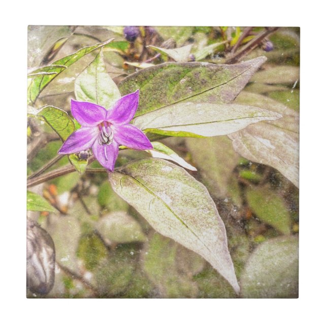 Paprika Kakelplatta (Framsidan)