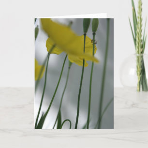 Paprika och skugga 8 Floral Photography Hälsning C Kort