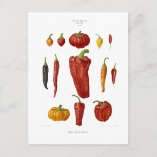 Paprika Vykort