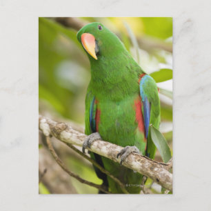 Papua Nya Guinea, provinsen Oro 2 Vykort