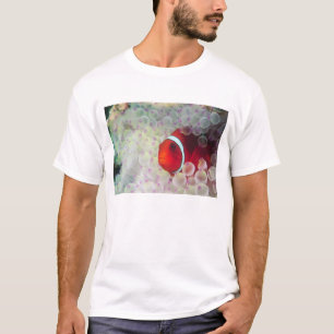 Papua Nya Guinea, Stora barriärrevet, Tee Shirt