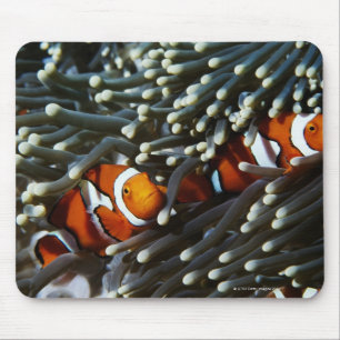 Papua Nya Guinea, två falskt kryddade anemonefish Musmatta