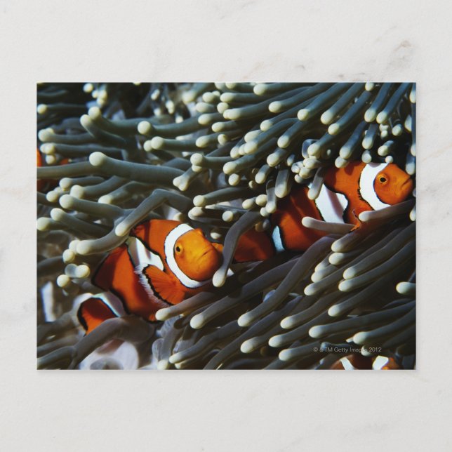 Papua Nya Guinea, två falskt kryddade anemonefish Vykort (Framsida)