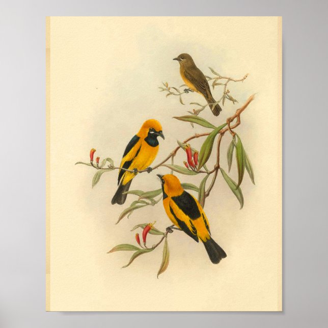 Papuan Gult Flycatcher Bird Vintage Skriv ut Poster (Framsidan)