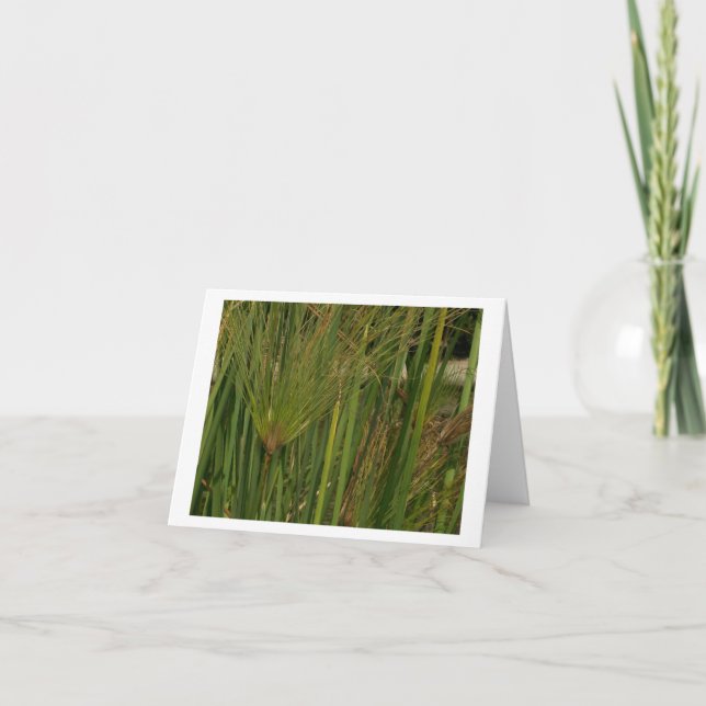 Papyrus Kort (Framsida)