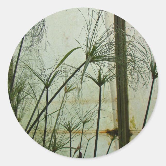 Papyrus Runt Klistermärke (Framsida)