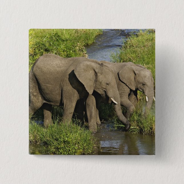 Par afrikanska elefanter Masai Mara Knapp (Framsida)
