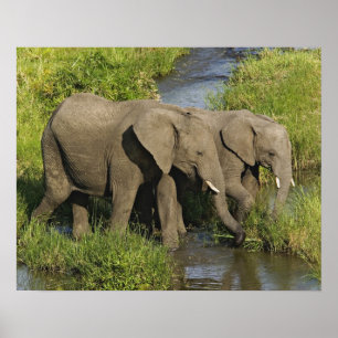 Par afrikanska elefanter Masai Mara Poster