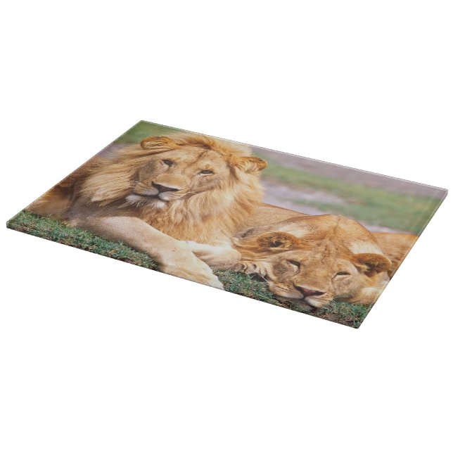 Par afrikanska lejon, Panthera leo, Tanzania (Hörn)
