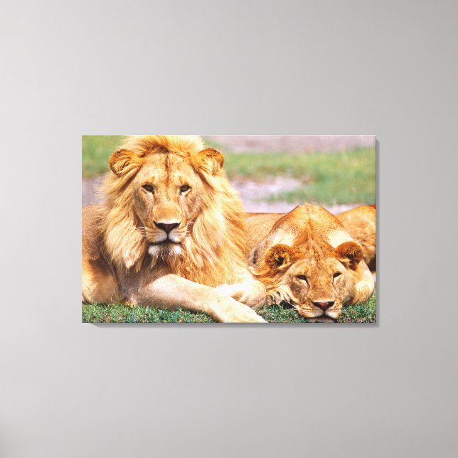 Par afrikanska lejon, Panthera leo, Tanzania Canvastryck (Framsida)