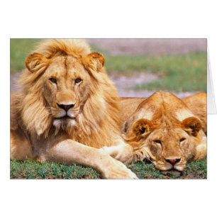 Par afrikanska lejon, Panthera leo, Tanzania Hälsningskort