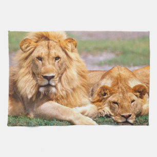 Par afrikanska lejon, Panthera leo, Tanzania Kökshandduk