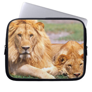 Par afrikanska lejon, Panthera leo, Tanzania Laptop Sleeve
