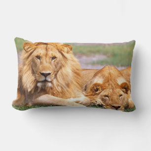 Par afrikanska lejon, Panthera leo, Tanzania Lumbarkudde