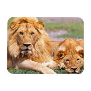 Par afrikanska lejon, Panthera leo, Tanzania Magnet