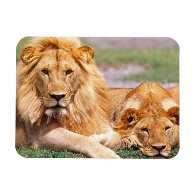 Par afrikanska lejon, Panthera leo, Tanzania Magnet (Horisontell)