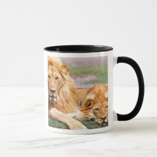 Par afrikanska lejon, Panthera leo, Tanzania Mugg