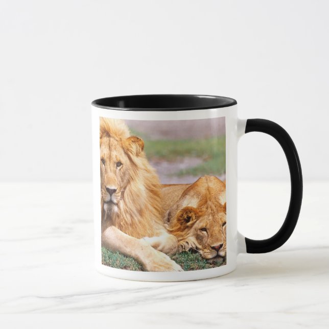Par afrikanska lejon, Panthera leo, Tanzania Mugg (Höger)