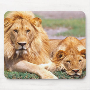 Par afrikanska lejon, Panthera leo, Tanzania Musmatta