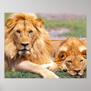 Par afrikanska lejon, Panthera leo, Tanzania Poster