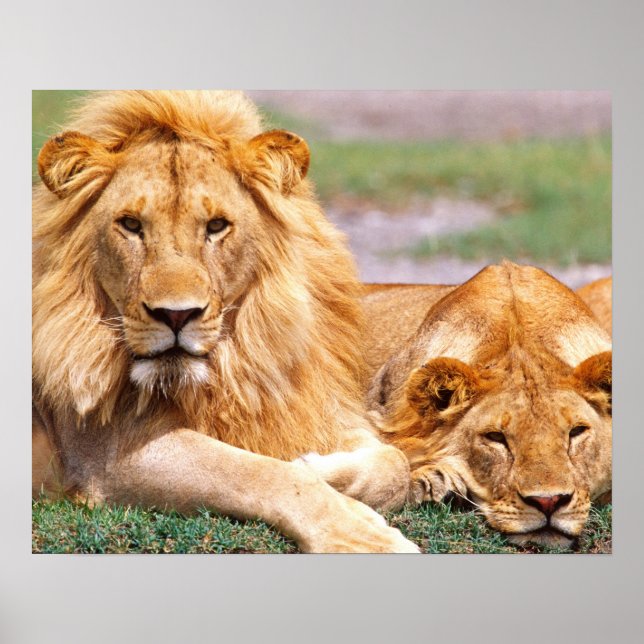 Par afrikanska lejon, Panthera leo, Tanzania Poster (Framsidan)