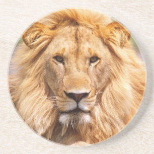 Par afrikanska lejon, Panthera leo, Tanzania Underlägg Sandsten