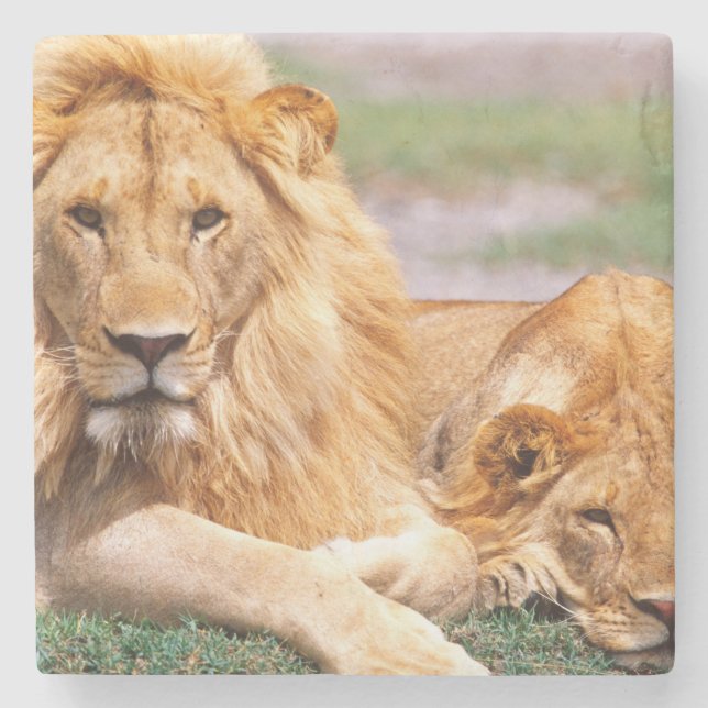 Par afrikanska lejon, Panthera leo, Tanzania Underlägg Sten (Framsidan)