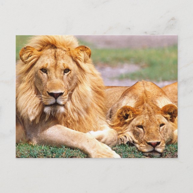Par afrikanska lejon, Panthera leo, Tanzania Vykort (Framsida)