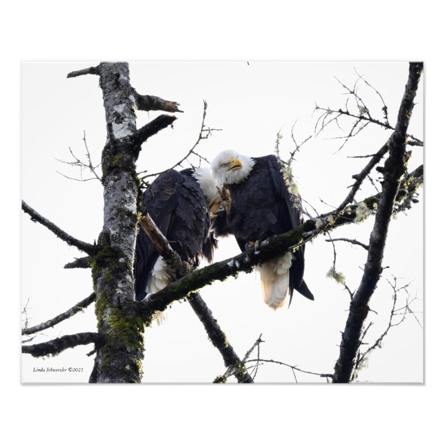 Par av Eagles med Roligt! Fototryck (Framsidan)
