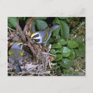 Par av Golden-winged Warblers med rede Vykort