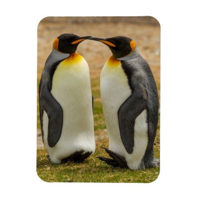 Par av Kung Penguins, Falklands Magnet (Vertikal)