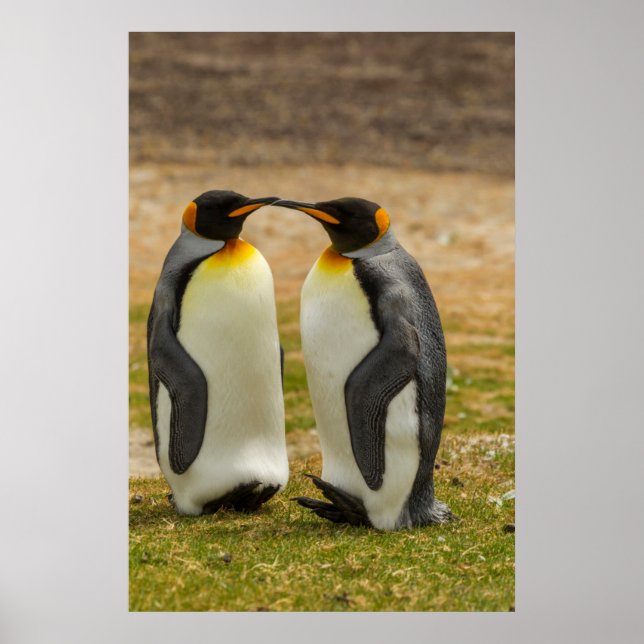 Par av Kung Penguins, Falklands Poster (Framsidan)