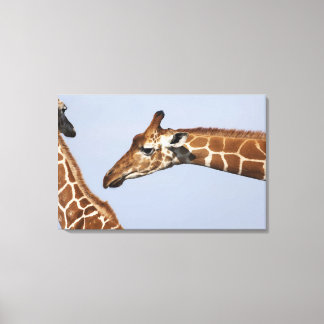 Par av Reticulated Giraffes (Giraffa) Canvastryck