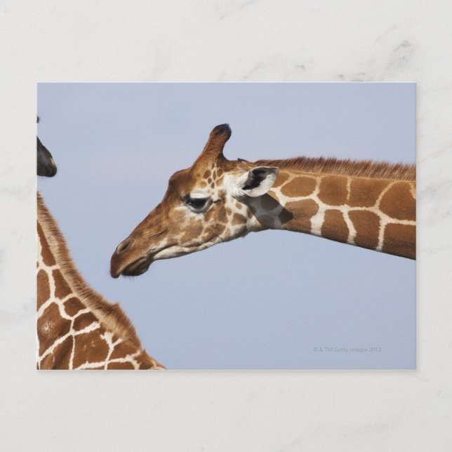 Par av Reticulated Giraffes (Giraffa) Vykort (Framsida)