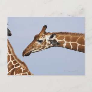 Par av Reticulated Giraffes (Giraffa) Vykort