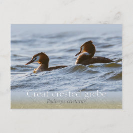 Par av underbara kryddgreber CC0757 Vykort