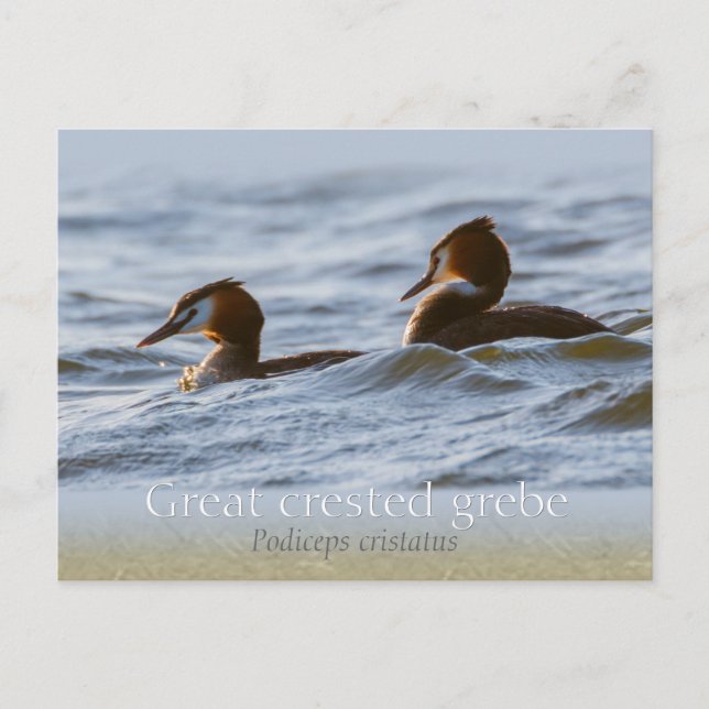 Par av underbara kryddgreber CC0757 Vykort (Framsida)