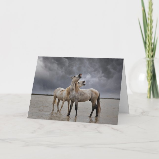 Par Camargue-hingstar, södra Frankrike Kort (Framsida)