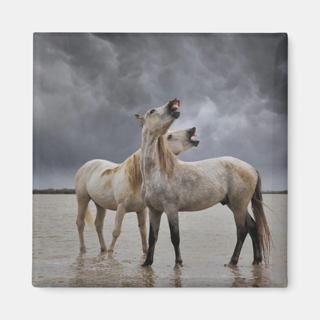 Par Camargue-hingstar, södra Frankrike Magnet (Framsidan)